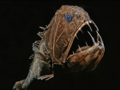 Fangtooth (Anoplogaster Cornuta), Order Beryciformes, Family Anoplogastridae, Deep-Sea Worldwide by David Wrobel Pricing Limited Edition Print image