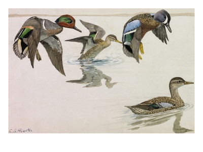 A Painting Of A Pair Of Green-Winged Teals And Blue-Winged Teals by Louis Agassiz Fuertes Pricing Limited Edition Print image