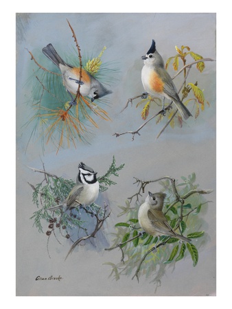 A Painting Of Several Species Of Titmouse by Allan Brooks Pricing Limited Edition Print image