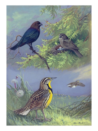 Painting Of An Eastern Cowbird Pair And Eastern Meadowlarks by Allan Brooks Pricing Limited Edition Print image