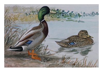 A Painting Of A Male And A Female Mallard by Louis Agassiz Fuertes Pricing Limited Edition Print image