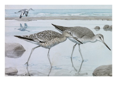 A Painting Of Willets In Both Winter And Summer Plumage by Louis Agassiz Fuertes Pricing Limited Edition Print image