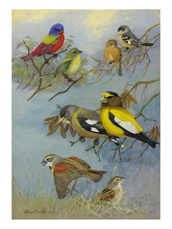 A Painting Of Several Pairs Of Birds by Allan Brooks Pricing Limited Edition Print image