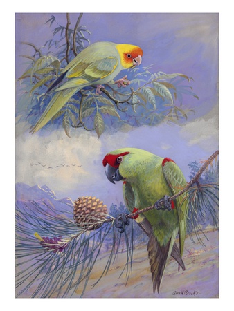 A Painting Of A Carolina Parakeet And A Thick-Billed Parrot by Allan Brooks Pricing Limited Edition Print image