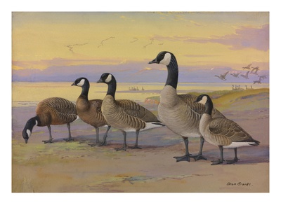 A Painting Of Several Species Of Goose, Related To The Canada Goose by Allan Brooks Pricing Limited Edition Print image