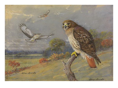 A Painting Of An Adult And Two Immature Red-Tailed Hawks by Allan Brooks Pricing Limited Edition Print image
