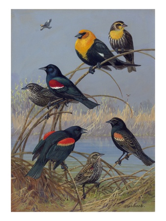 Painting Of Various Blackbirds From Across The United States by Allan Brooks Pricing Limited Edition Print image