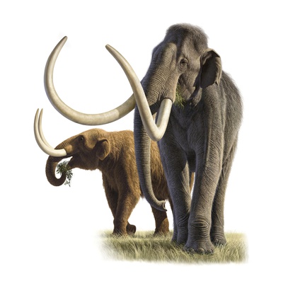 Artwork Of A Mammoth And A Mastodon. by National Geographic Society Pricing Limited Edition Print image