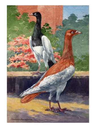 A View Of Two Magpie Pigeons. by National Geographic Society Pricing Limited Edition Print image