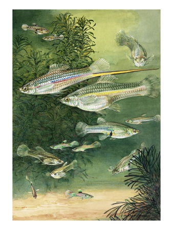 A View Of Viviparous Fish. by National Geographic Society Pricing Limited Edition Print image