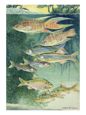 A Variety Of Large Scaled Barbs And Danios. by National Geographic Society Pricing Limited Edition Print image