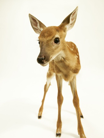 Curious Fawn by Randy M. Ury Pricing Limited Edition Print image