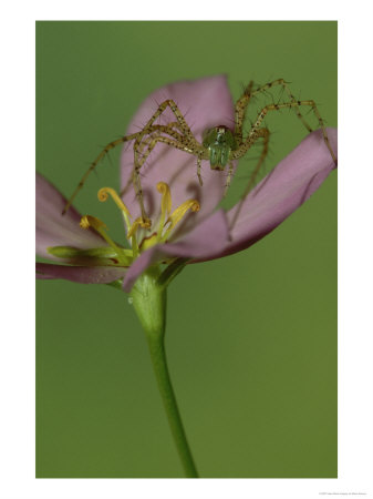 Green Lynx Spider On Marsh Pink Flower, Florida by Brian Kenney Pricing Limited Edition Print image