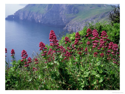 Red Valerian, South Devon by Kidd Geoff Pricing Limited Edition Print image
