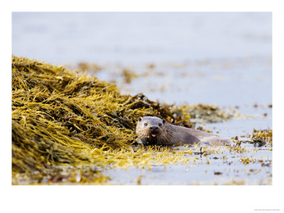 European Otter, Female Foraging Through Seaweed, Scotland by Elliott Neep Pricing Limited Edition Print image