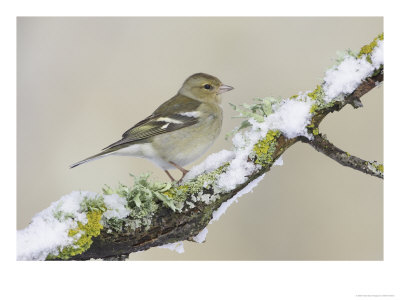 Chaffinch, Adult Female On Branch, Scotland by Mark Hamblin Pricing Limited Edition Print image