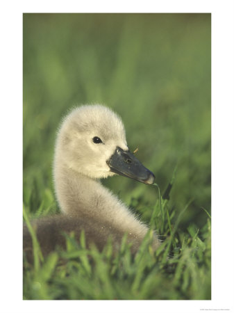 Mute Swan, Cygnet Sitting In Grass by Mark Hamblin Pricing Limited Edition Print image