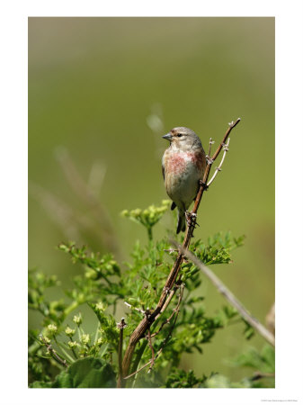 Linnet, Male Perched On Vegetation, Pembrokeshire, Uk by Elliott Neep Pricing Limited Edition Print image