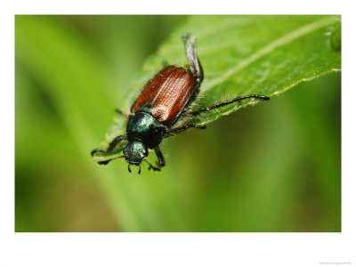 Garden Chafer On Edge Of A Leaf, Oxfordshire, Uk by Elliott Neep Pricing Limited Edition Print image
