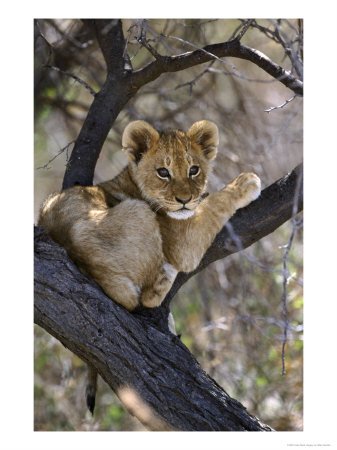 African Lion, Young Cub In Tree, Southern Africa by Mark Hamblin Pricing Limited Edition Print image