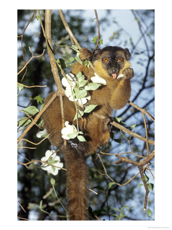 Collared Lemur, Male Feeding On Dogwood, Dupc by David Haring Pricing Limited Edition Print image