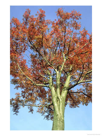 Rowan, Showing Full Autumn Colours, Uk by Mark Hamblin Pricing Limited Edition Print image