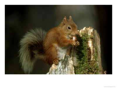 Red Squirrel, Summer Coat, Scotland by Mark Hamblin Pricing Limited Edition Print image