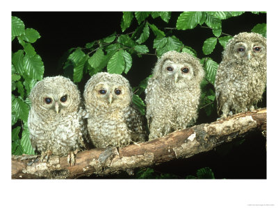 Tawny Owl, Strix Aluco Three Owlets Perched On Branch, W. Yorks by Mark Hamblin Pricing Limited Edition Print image