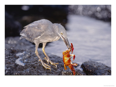 Lava Heron, Preying On Sally Lightfoot Crab, Fernandina Island, Galapagos by Mark Jones Pricing Limited Edition Print image