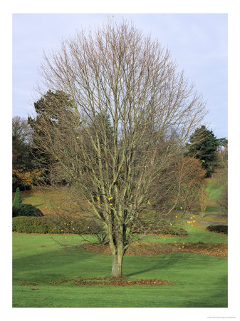 Norway Maple In Winter by Geoff Kidd Pricing Limited Edition Print image