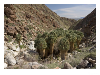 Washingtonia Filifera, Anza-Borrego Desert State Park, Usa by Bob Gibbons Pricing Limited Edition Print image