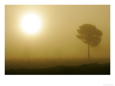 Scots Pine, Scotland by Mark Hamblin Pricing Limited Edition Print image