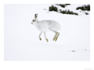 Mountain Hare, Adult Running In Snow, Scotland by Mark Hamblin Pricing Limited Edition Print image
