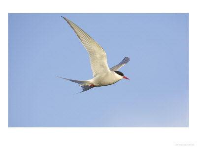 Arctic Tern, Adult In Flight, Iceland by Mark Hamblin Pricing Limited Edition Print image