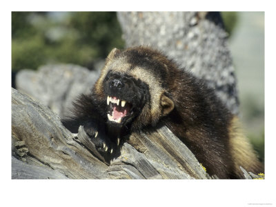Wolverine, Snarling In The Foothills Of The Rocky Mountains, Usa by Daniel Cox Pricing Limited Edition Print image