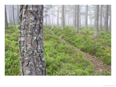 Footpath Through Mist-Laden Caledonian Pine Forest In Summer, Scotland by Mark Hamblin Pricing Limited Edition Print image