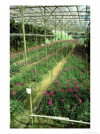 Flower Nursery, Cameron Highlands Malaysia by Dr. Cannon Raymond Pricing Limited Edition Print image