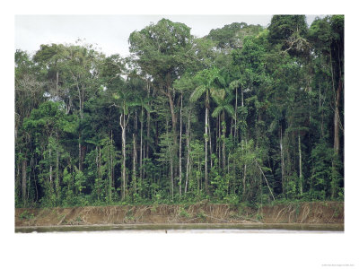 Tambopata River, Peruvian Amazon by Mark Jones Pricing Limited Edition Print image