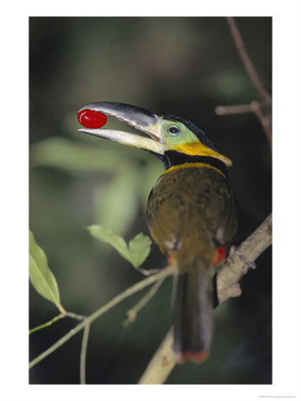 Golden Collared Toucanet, Carrying Fruit, Tambopata, Peruvian Amazon by Mark Jones Pricing Limited Edition Print image