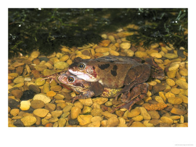 Common Frog, Pair In Amplexus, Uk by Mark Hamblin Pricing Limited Edition Print image