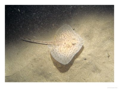 Thornback Ray, Young, North Wales by Paul Kay Pricing Limited Edition Print image