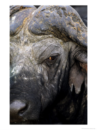 Buffalo, Portrait, Malamala Game Reserve, South Africa by Roger De La Harpe Pricing Limited Edition Print image