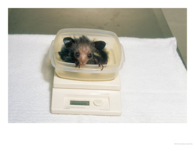 Aye-Aye, 2 Week Old Infant In Container On Scales, Duke University Primate Center by David Haring Pricing Limited Edition Print image