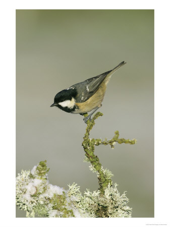 Coal Tit, Perched On Twig In Winter, Scotland by Mark Hamblin Pricing Limited Edition Print image