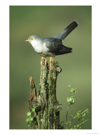 Cuckoo, Cuculus Canorus Male Perched On Post Derbyshire, Uk by Mark Hamblin Pricing Limited Edition Print image