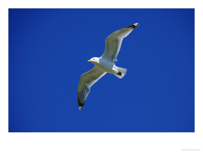Lesser Black-Backed Gull In Flight, Pembrokeshire, Uk by Elliott Neep Pricing Limited Edition Print image