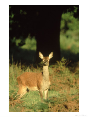 Red Deer, Cervus Elaphus Hind On Woodland Edge Uk by Mark Hamblin Pricing Limited Edition Print image