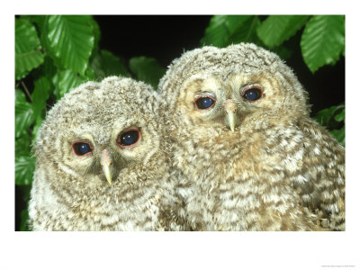 Tawny Owl, Strix Aluco Chicks, Close-Up Portraits W. Yorks, Uk by Mark Hamblin Pricing Limited Edition Print image