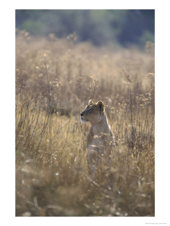 African Lion, Young Male, Southern Africa by Mark Hamblin Pricing Limited Edition Print image
