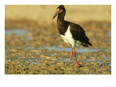 Abdims Stork, Kalahari Gemsbok National Park, South Africa by Tim Jackson Pricing Limited Edition Print image